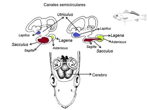 Esquema del oído interno de un pez teleósteo mostrando la ubicación de los tres pares de otolitos: sagitta, lapillus y asteriscus.