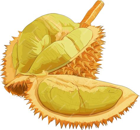 Ilustración de la fruta de mamoncillo abierta, mostrando la pulpa y la semilla.