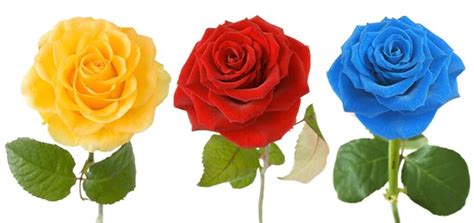 Variedad de rosas de diferentes colores