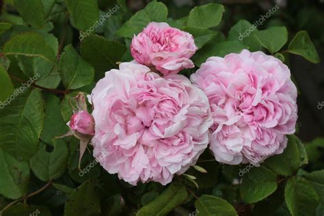 Primer plano de hermosas rosas rosadas en plena floración