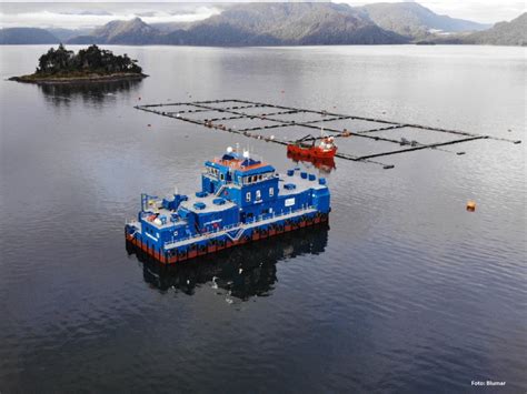 Fotografía de jaulas de cobre sumergidas en el mar con salmones