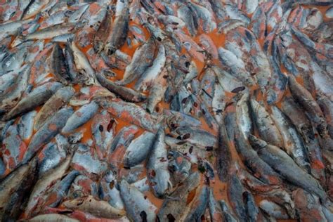 Fotografía de salmones muertos por marea roja