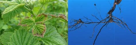 Figura 1. Daños en hojas y raíces del frambueso, ocasionados por el ataque de Phytophthora spp.