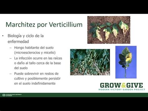 Figura 2. Marchitez característica en plantas atacadas por Verticillium en condiciones de altas temperaturas.