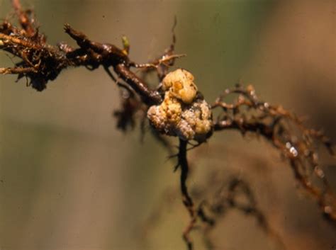 Figura 3. Agalla en la raíz de frambueso provocada por Agrobacterium tumefaciens.