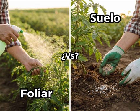 Infografía comparativa: impacto de la fertilización basada en análisis de suelo vs. fertilización arbitraria (estándar)