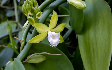 Esquema del ciclo de vida de la orquídea Vanilla planifolia, desde la floración hasta la obtención de la vaina madura.