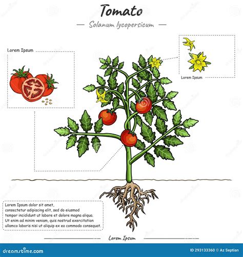 Ilustración botánica que muestra la planta de tomate de árbol con sus frutos ovalados colgando de las ramas.