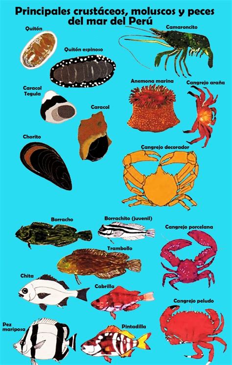 Infografía comparativa: dieta del salmón salvaje (crustáceos y peces pequeños) frente a la alimentación controlada en piscifactorías.