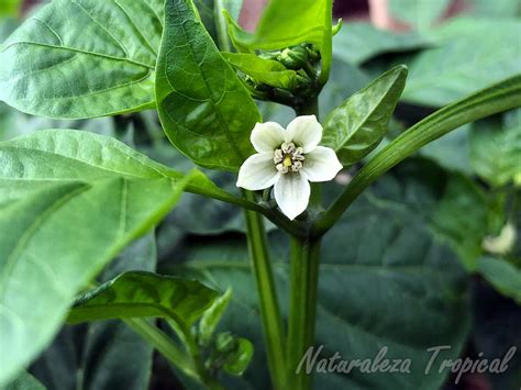 Diagrama detallado de la flor y el fruto del Capsicum annuum