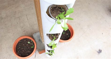Esquema ilustrando el sistema de cultivo vertical o 