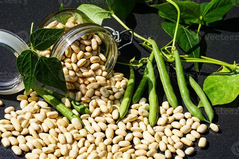 Esquema botánico de la planta Phaseolus vulgaris mostrando sus raíces, tallo trepador, hojas trifoliadas y vainas con semillas.
