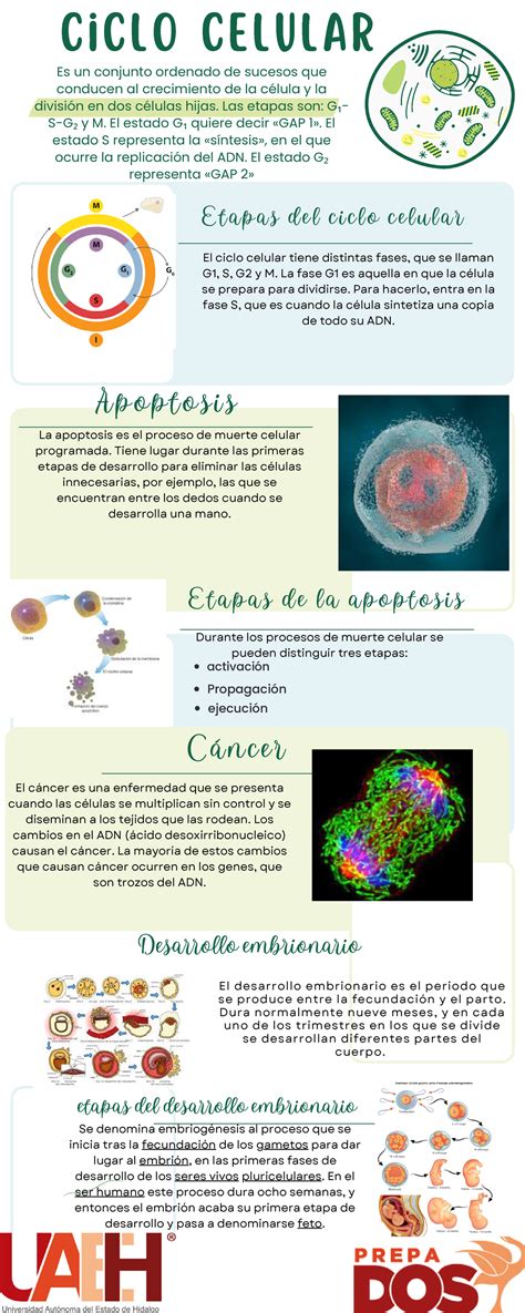 Infografía comparativa: beneficios de la regeneración celular natural frente a los químicos sintéticos