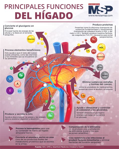 Infografía detallando las funciones del hígado y cómo el boldo las apoya
