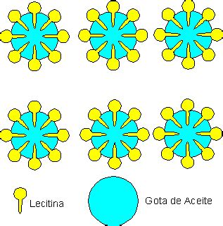 Diagrama científico que ilustra la estructura molecular de una emulsión de mayonesa.