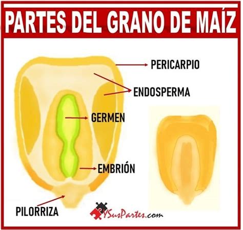 Esquema de un grano de maíz con las partes señaladas