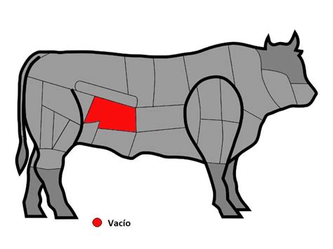 Esquema anatómico mostrando la ubicación del corte de vacío en la res