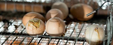 infografía sobre el ciclo de contaminación del huevo por Salmonella desde el origen hasta la cocina