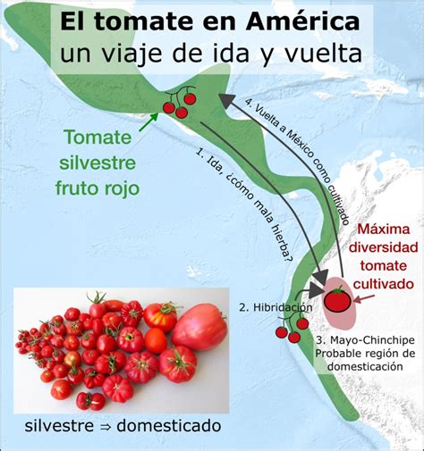 Infografía sobre el origen del tomate en México y su expansión global