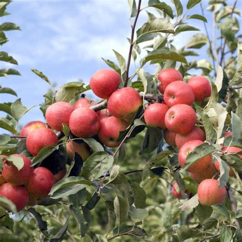 Esquema botánico del manzano (Malus domestica) mostrando el árbol, hojas, flores y fruto