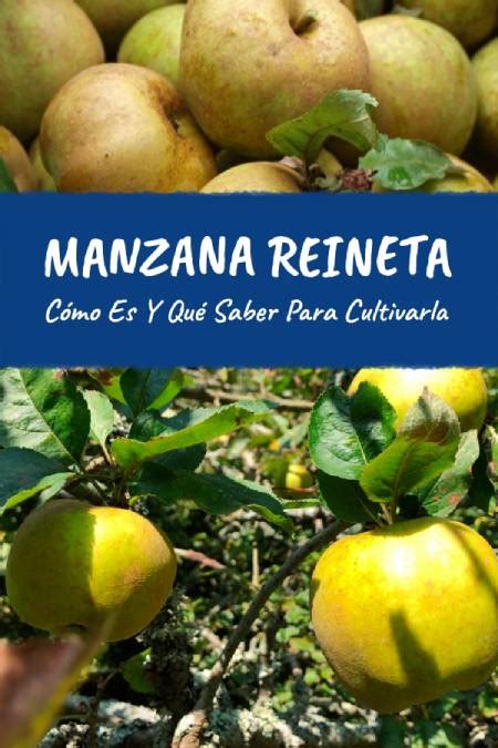 Manzano de Reineta en floración en un clima templado