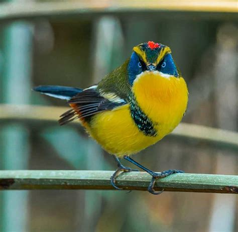 Foto panorámica del Estero Aguas Frías con aves como el Siete Colores y la Garza Grande