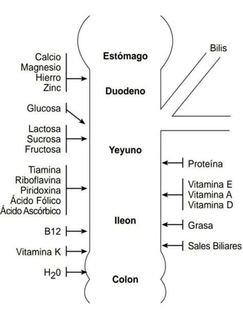 Esquema de las vías de absorción de minerales en peces y crustáceos