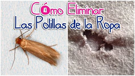 Comparativa visual de una polilla de la ropa y una polilla de la despensa.