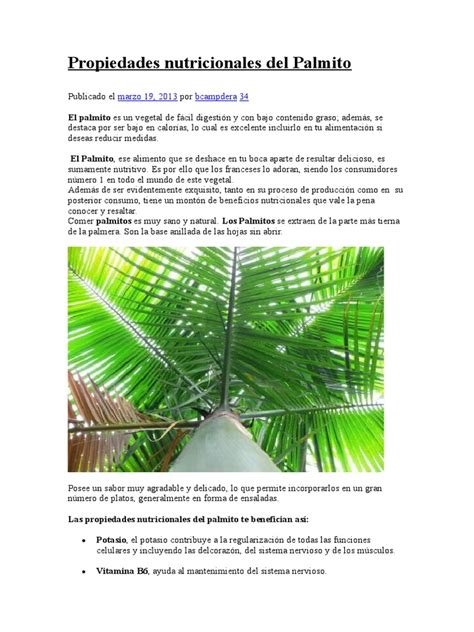infografía sobre las propiedades nutricionales del palmito y su origen en la palma Bactris gasipaes
