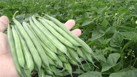 Ilustración de manos cultivando porotos en una huerta casera