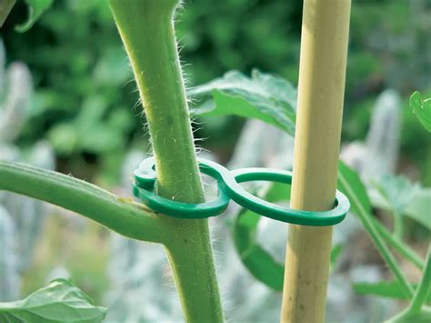 Diagrama de cómo instalar un sistema de tutores para plantas de poroto trepadoras