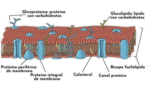 Esquema sobre la estructura lipídica de la piel de los labios y cómo la manteca de palma ayuda a crear una capa protectora