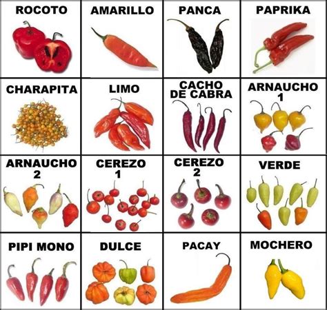 Ilustración de diferentes variedades de ají con sus nombres y características principales.