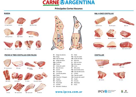 Esquema comparativo de la distribución bacteriana en cortes enteros de carne y carne picada