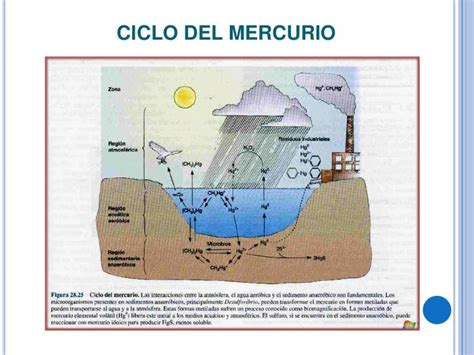 esquema del ciclo del mercurio en el ecosistema marino