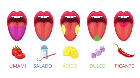 Esquema de los componentes del sabor umami y su relación con el dashi