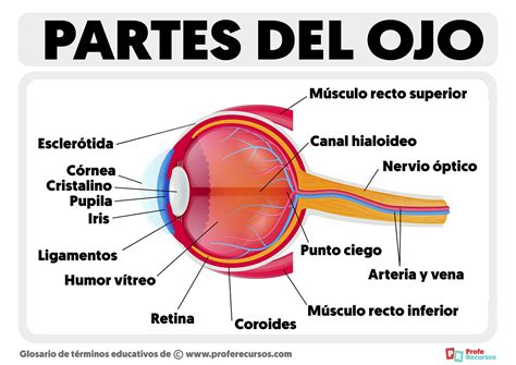 Esquema de un ojo humano con indicación de las partes externas