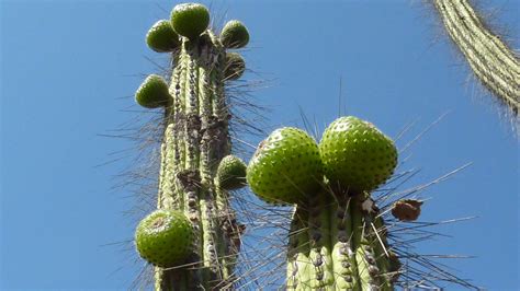 Fruto de copao.