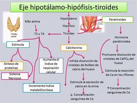 Esquema del eje hipotálamo-hipófisis-tiroides y el mecanismo de retroalimentación de la TSH