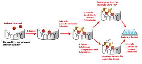 Infografía del proceso de ensayo ELISA tipo sándwich en microplaca