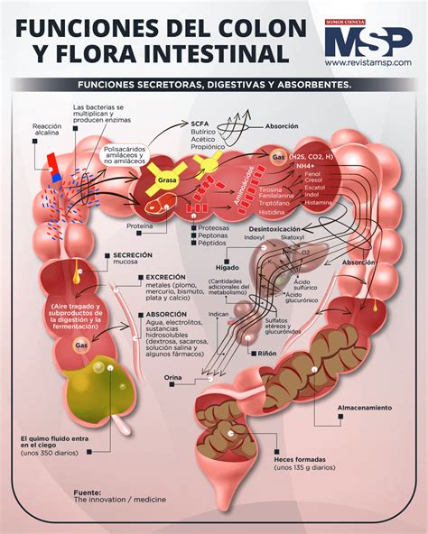 Diagrama del sistema digestivo humano, destacando el colon y la flora intestinal.