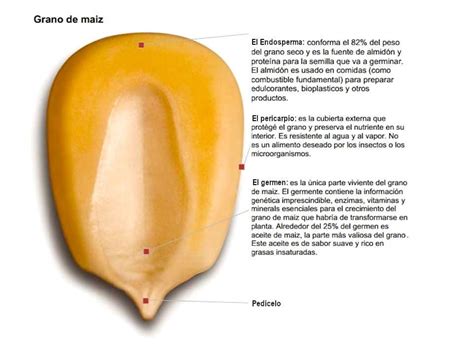 Esquema de la explosión de un grano de maíz