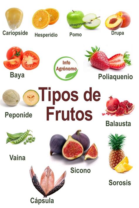 Infografía con diferentes tipos de frutas para compotas