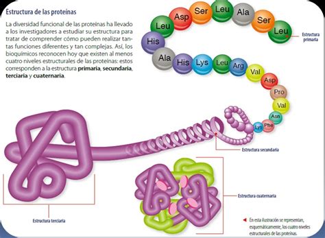 Esquema de la estructura de una proteína compuesta por aminoácidos