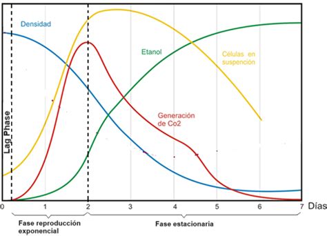 Micrografía de células de levadura en fase de crecimiento exponencial