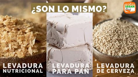 Diferencias morfológicas entre tipos de levadura (panadería, cerveza, bioetanol)