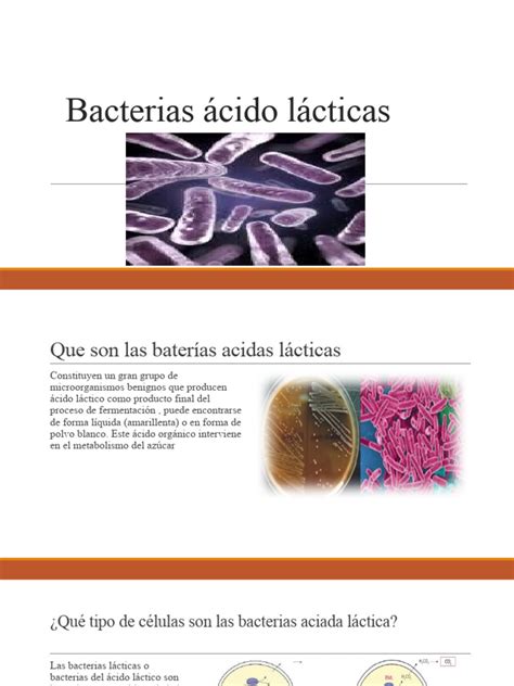 Micrografía de bacterias ácido lácticas