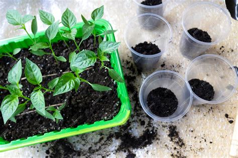 Plántulas de mesclun creciendo en macetas, ilustrando el cultivo casero de ensaladas.
