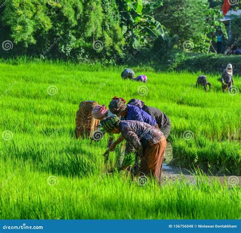 Foto de granjeros trabajando en campos de arroz
