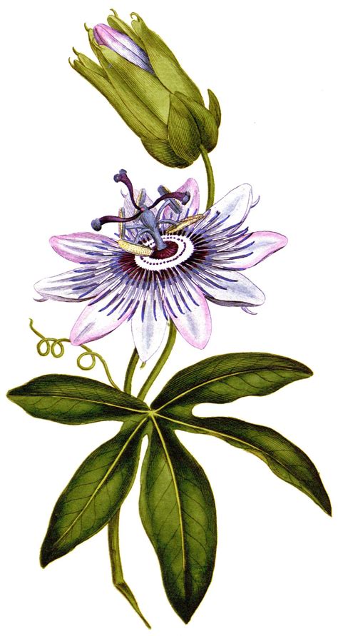 Ilustración de la flor de pasiflora con anotaciones que expliquen su simbolismo religioso